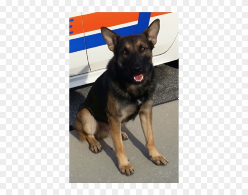 Port Orange Police Department K9 Dies - Old German Shepherd Dog Clipart