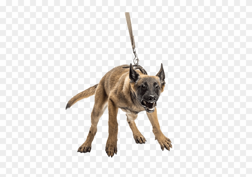 Free Case Evaluation - Saldırgan Köpek Png Clipart