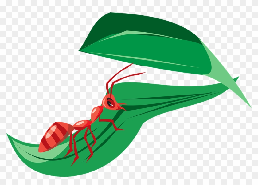 Ant On Leaf Clipart Png Transparent Png