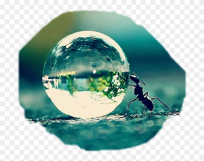 Download Mi Hormiga Es Un Insecto @asiangirl101 - Close Up Of A