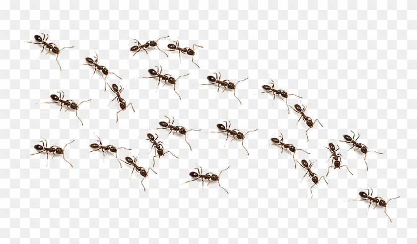Transparent Ants Clip Art - Png Download #3693207
