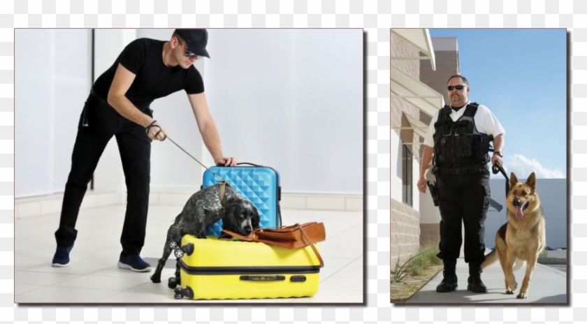 Detection, Guard, And Law Enforcement, Purchased Or - Concours Douane Maitre Chien Clipart #3693272