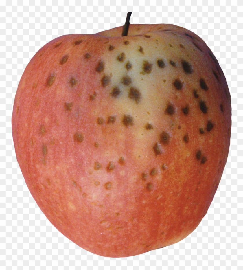 Gala Apple Showing Moderate Lenticel Breakdown Symptoms - Lenticel Clipart #3693675