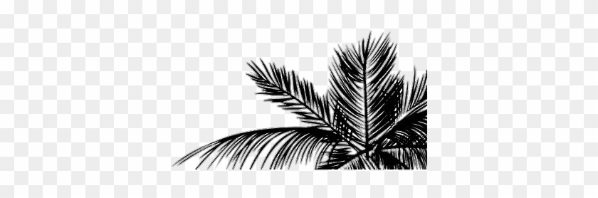 Black Palm Tree Wallpaper Iphone Clipart #3693676