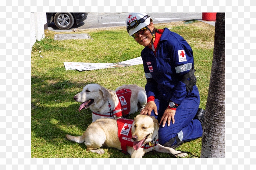 If You Believe That Your Pet Has These Characteristics - Labrador Retriever Clipart #3693710