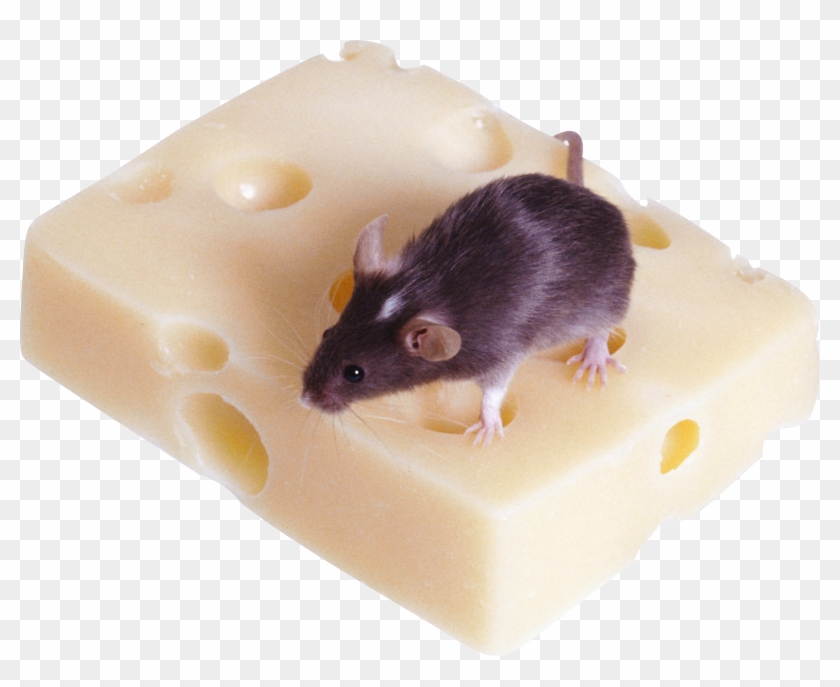 Mouse, Rat Png Image - Cooked Rice Clipart #3694097