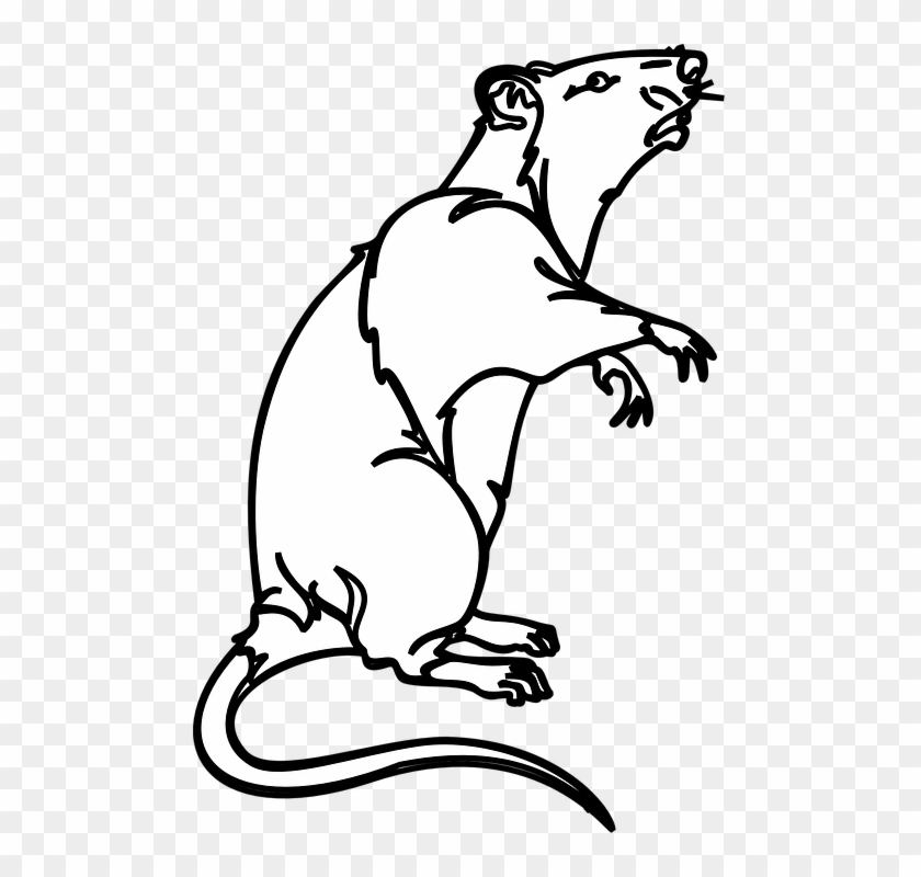 Rat Rodent Laboratory Rat Pest Mouse Vermin Gray - Black And White Rats Clip Art - Png Download