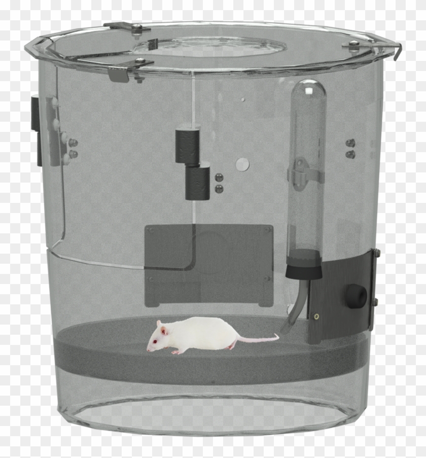 Rat Clipart #3694286