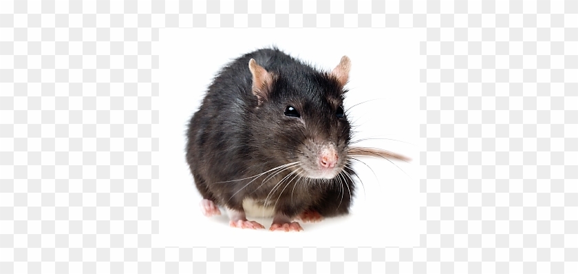 Roof Rats How To Get Rid Of - Creepy Bugs In Florida Clipart