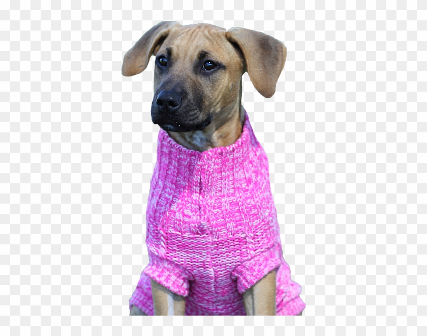 Dog Jumper Chunky Knit - Black Mouth Cur Clipart #3698034