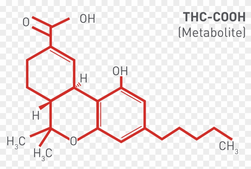 How Does Cannabis Drug Testing Work - Molecule Thc Clipart #3698468