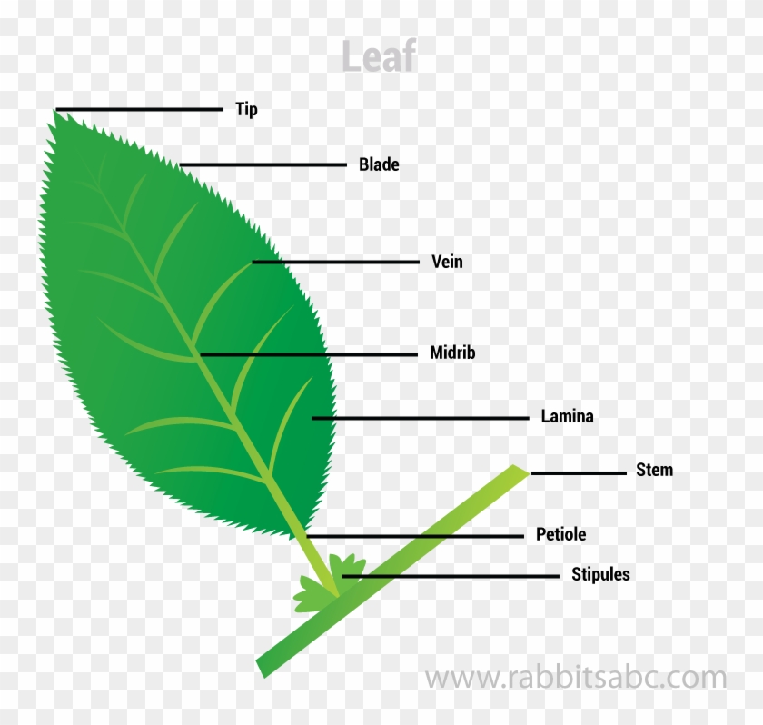 Leaves Are Called The Food Factory Of The Plants - Tree Clipart