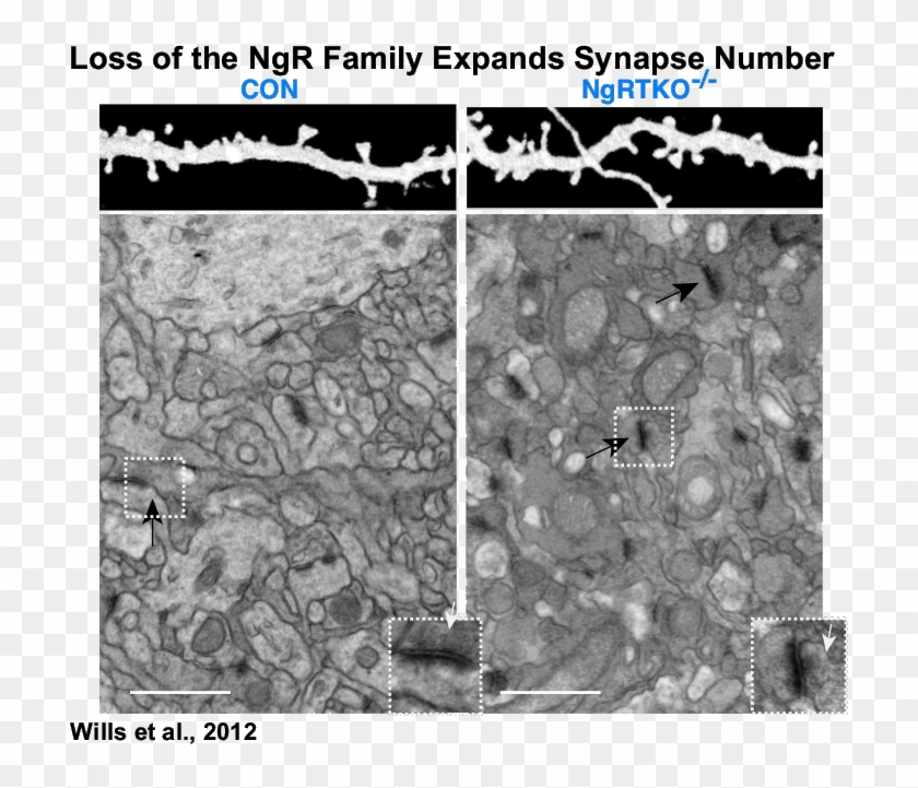 Ngrko - Pony Express Lake Clipart