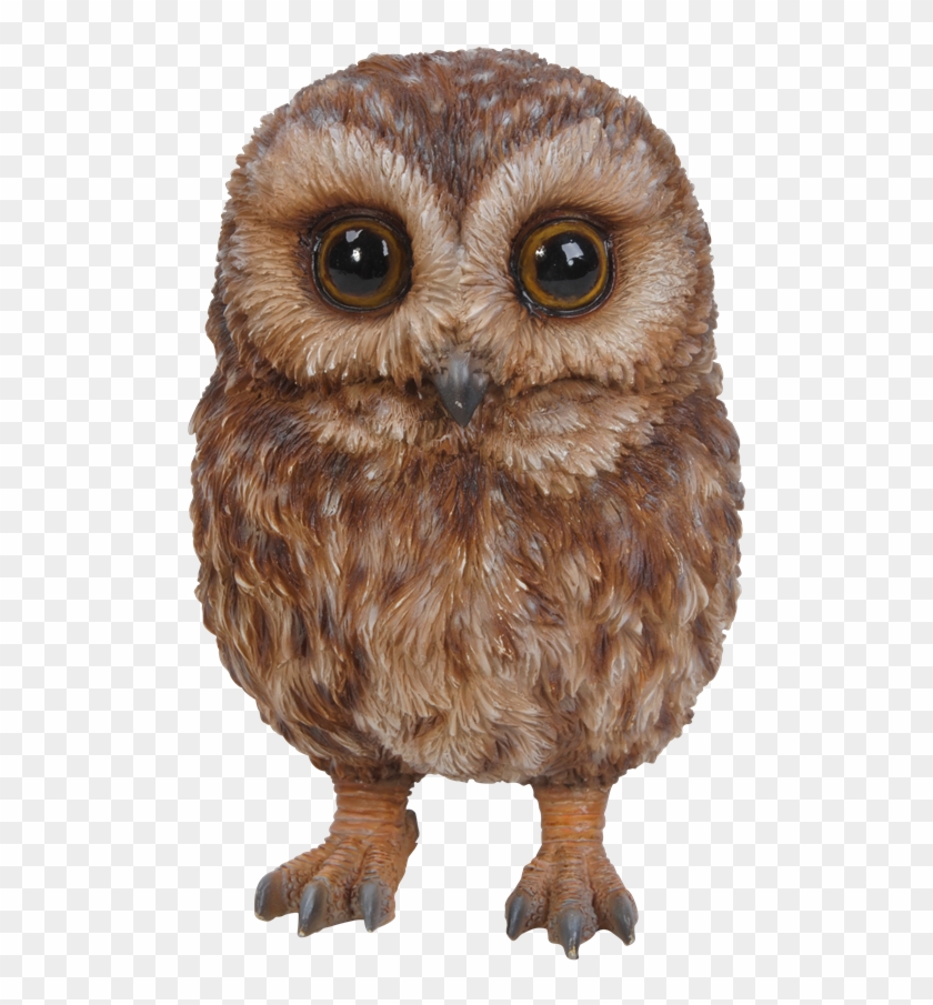 Pet Pals Baby Tawny Owl - Baby Tawny Owl Clipart