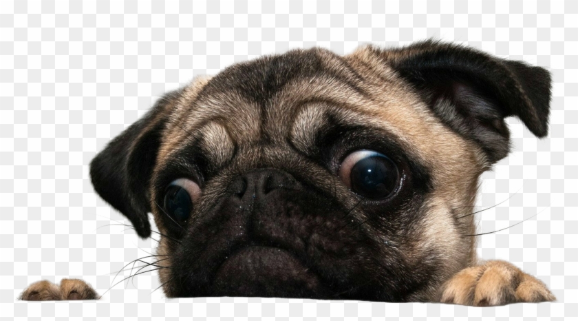 How Creepy Are You - Pugs Png Clipart #370436