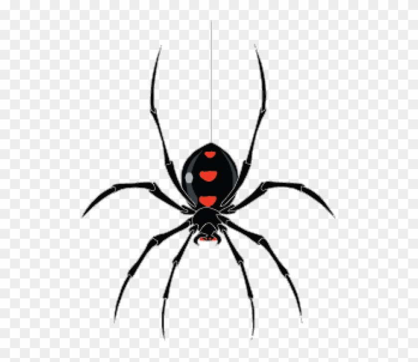 Free Graphics Download - Black Widow Spider Png Clipart #370862