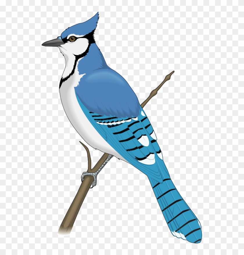 Baseball Clipart Blue Jay - Blue Jay Clip Art - Png Download