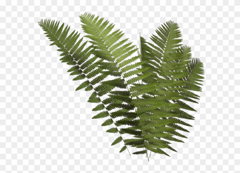 Fern Frond - Transparent Fern Png Clipart