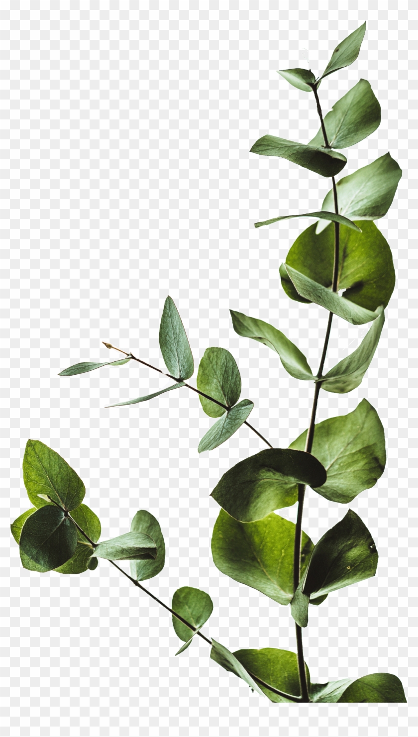 More Info Coming Soon - Iphone Xs Wallpaper Leaves Clipart