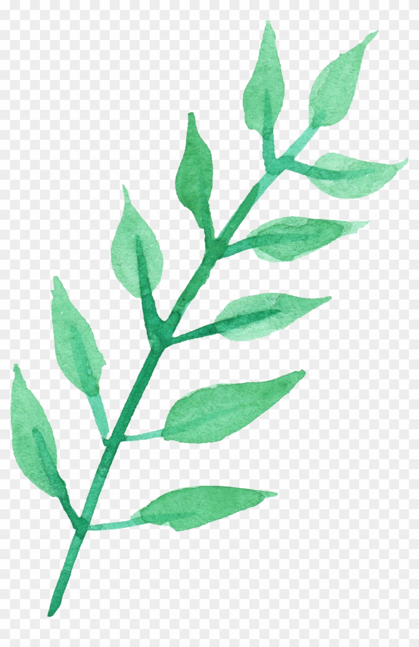 Stem Of A Plant Png Transparent Stem Of A Plant - Watercolor Leaf Transparent Background Clipart