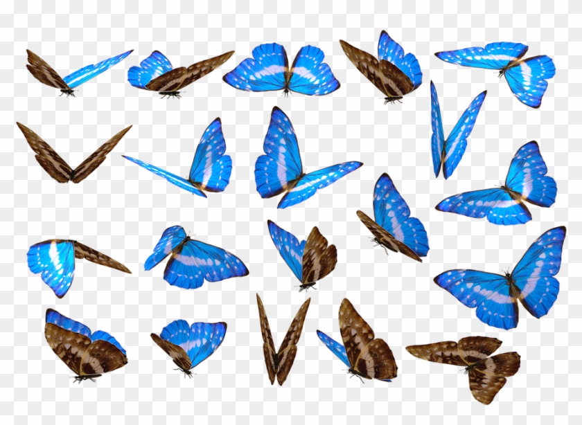 Butterfly, Png, Unique, No Background, Nature, Cut - Background Poster Png Hd Clipart #375455