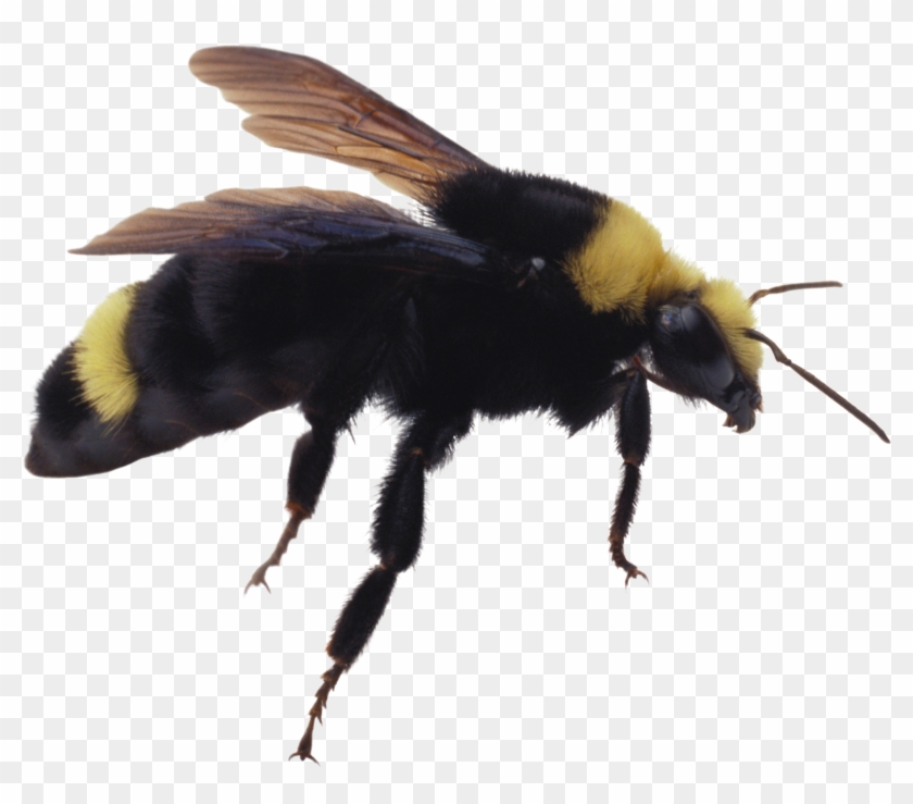 Bee Png Image - Bumblebee Insect Png Clipart #375487