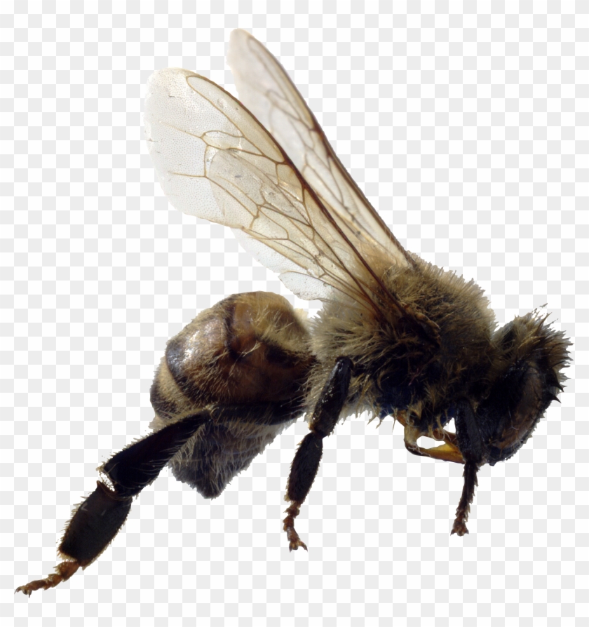 Bee Png Image - Example Of Asexual Animals Clipart