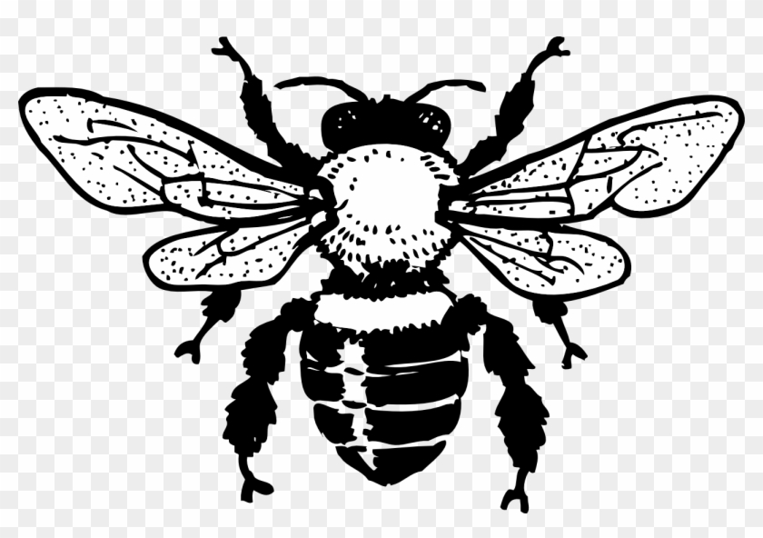 Honey Bee Tattoo Honey Bee Tattoo Design - Bee Clip Art Free Black And White - Png Download