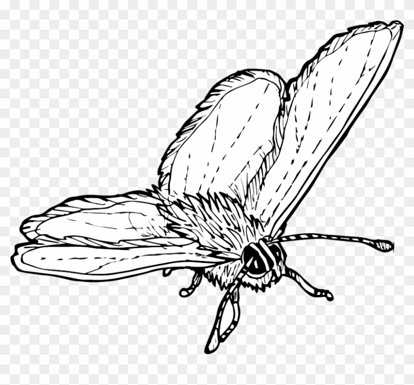 Messages From The Wild Podcast - Brush-footed Butterfly Clipart #375935