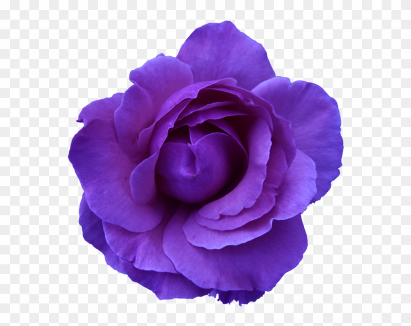Flower Rose Wild Blue Purple Transparent - Flowers With Transparent Background Clipart #375995