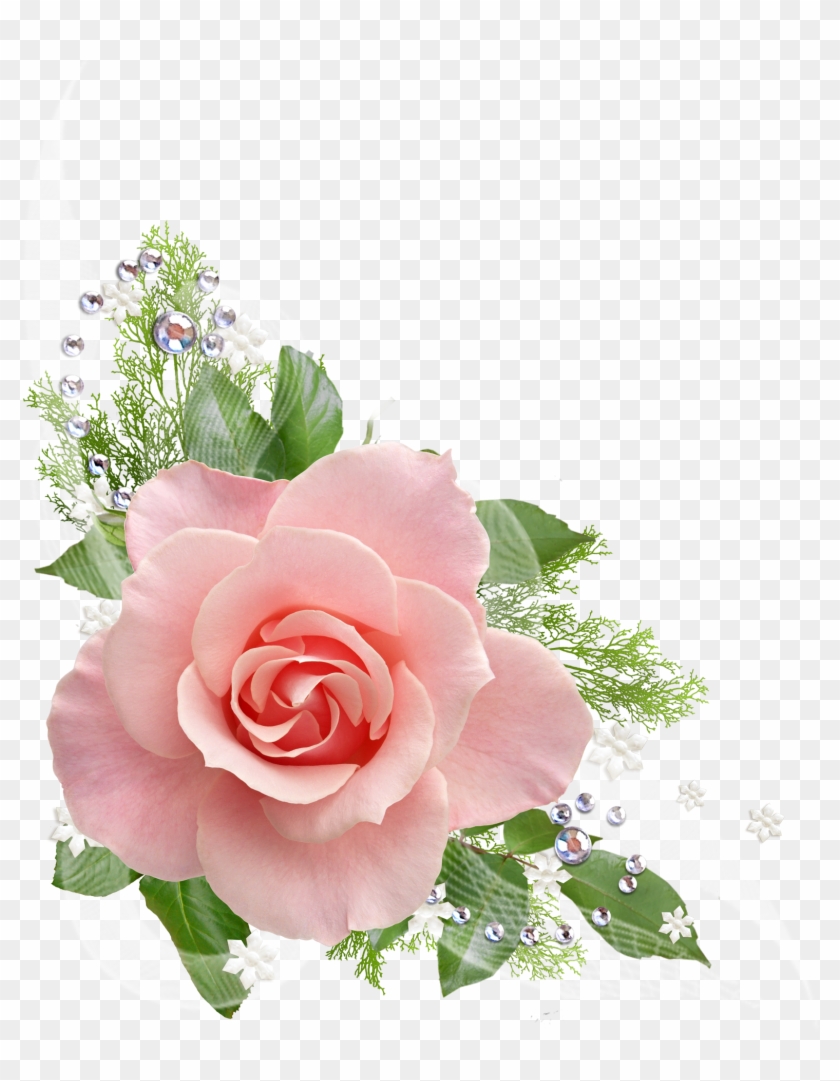 Single Pink Rose Png - Pink Roses Transparent Background Clipart