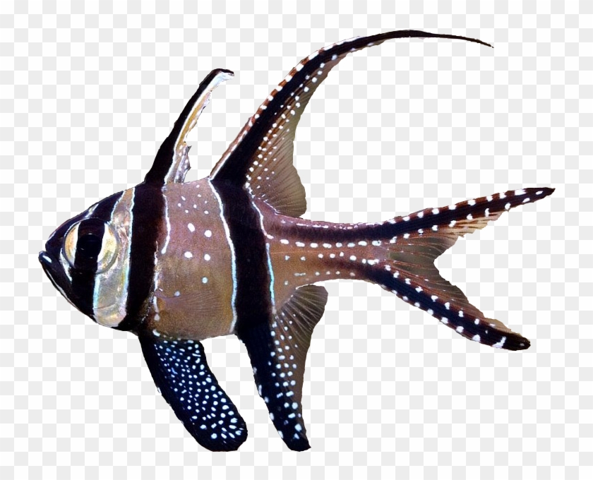 Banggai Cardinalfish - Banggai Cardinal Fish Png Clipart #376698