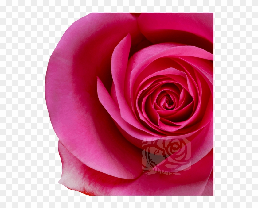 Dark Pink Roses - Garden Roses Clipart