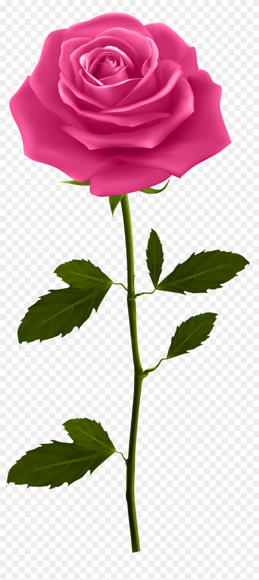 Image Free Library Pink With Stem Png Clip Art Image - Good Morning Png Hd Transparent Png