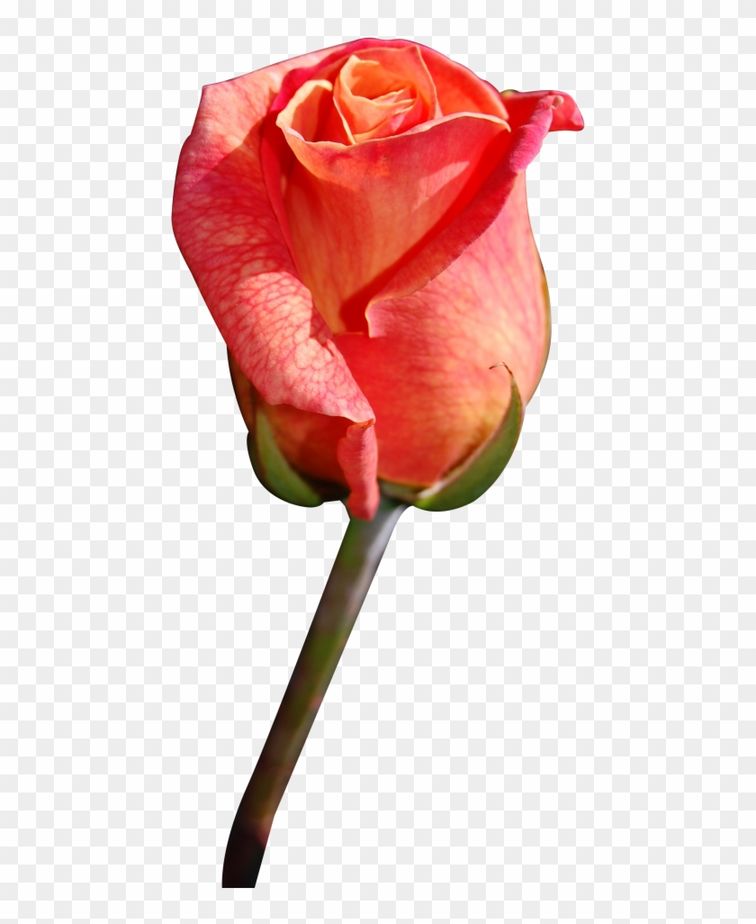 Png Red Rose Clipart #377025