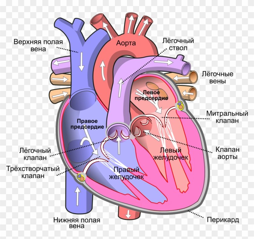 File - Heart Ru - Svg - Human Body Heart Clipart #377102