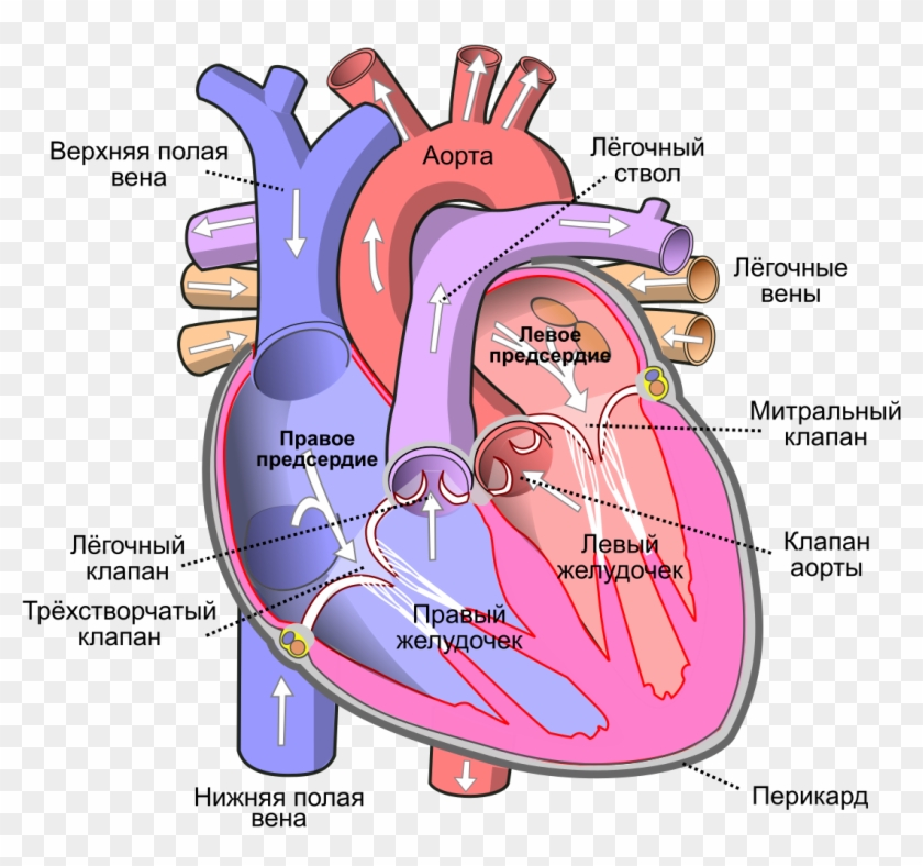 File - Heart Ru - Svg - Human Body Heart Clipart