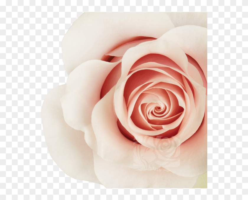 Light Pink Roses - Garden Roses Clipart #377105