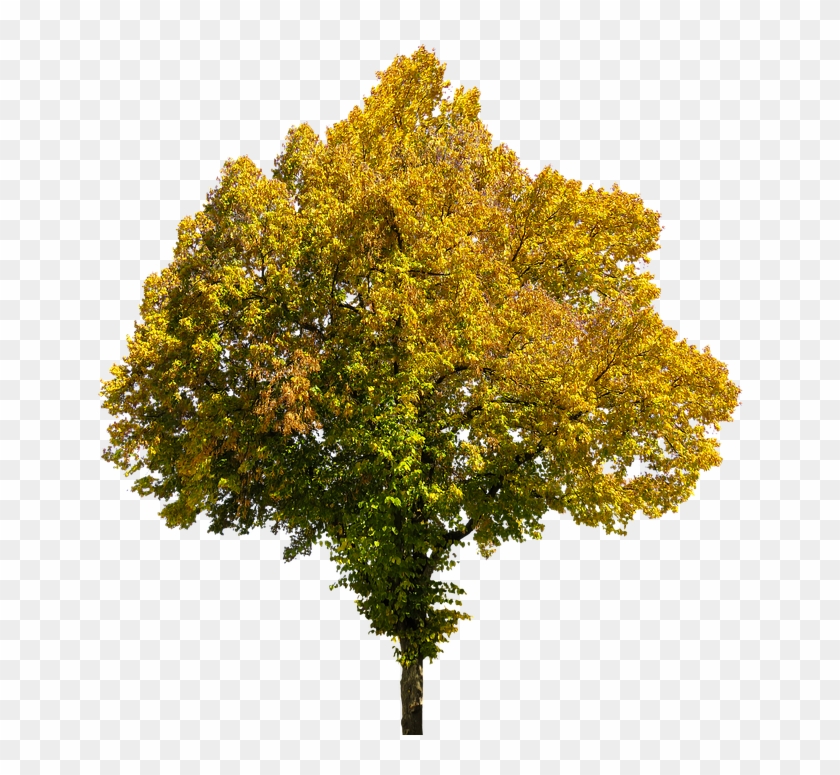 Imagenes De Arboles Png Clipart #377273