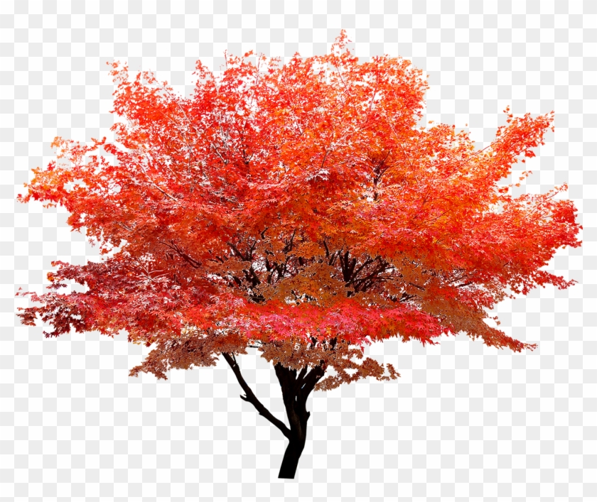 2362 X 1772 8 - Maple Tree Transparent Background Clipart