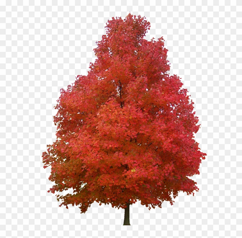 Maple Tree Png Clipart
