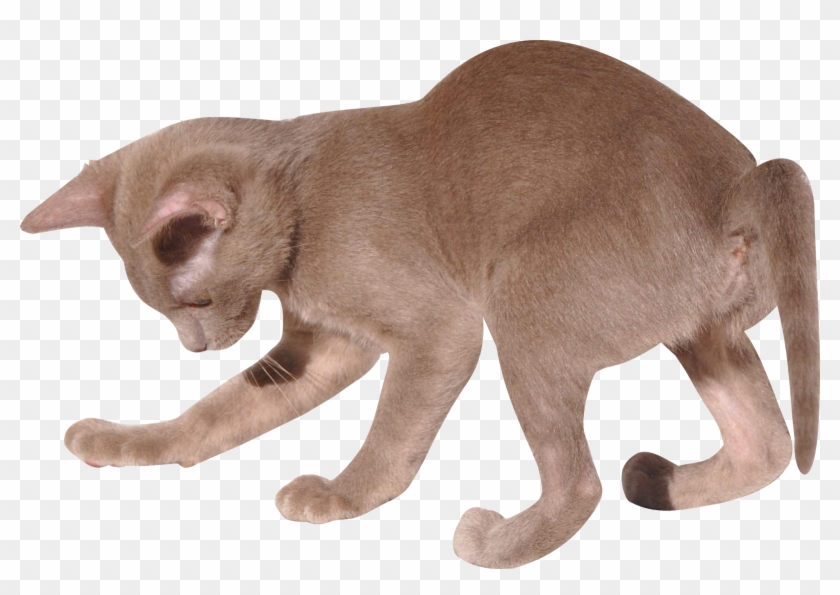 Cat Calendar, Calendar 2018, Cat Clipart, Free Cat, - Free Clipart Transparent Background Cats - Png Download