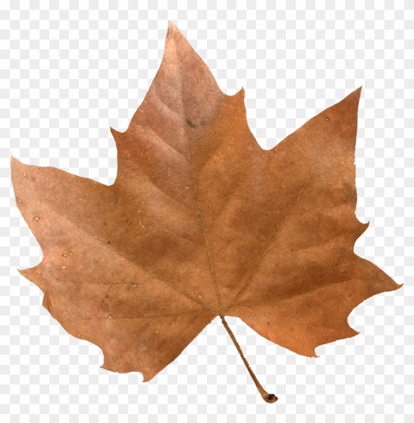 Brown Maple Leaf - Maple Leaf Clipart