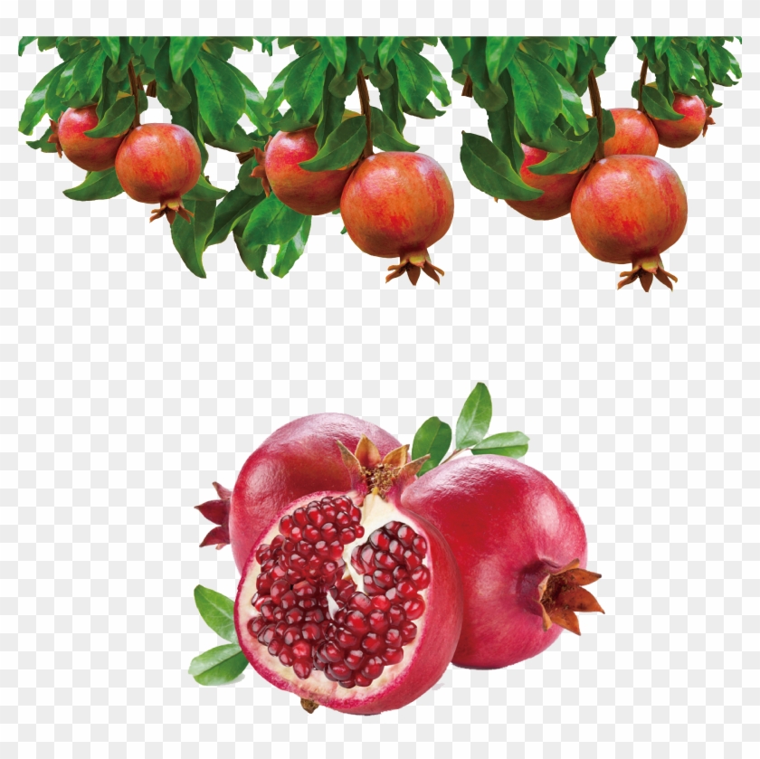 3543 X 3972 9 - Pomegranate Seed Clipart