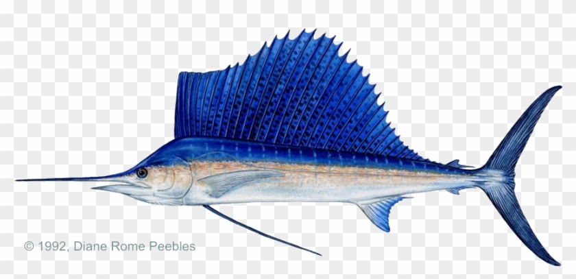 Costa Rica Indo-pacific Sailfish - Draw Sailfish Clipart #3700140