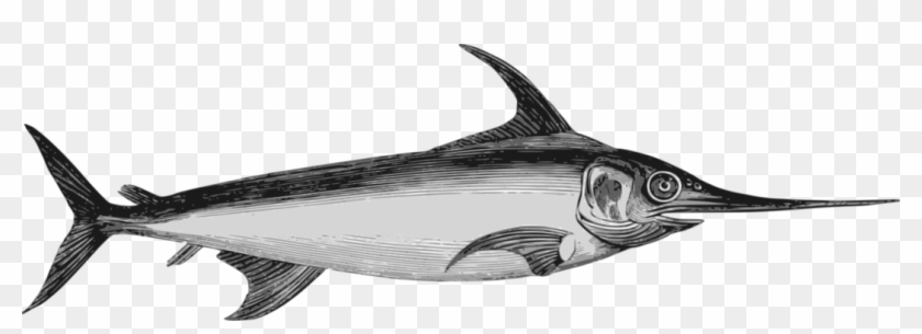 Download Similars - Espadon Marlin Clipart