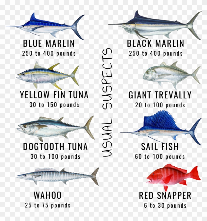 Maldives Game Fishes Skull Fishing - Types Of Tuna In Maldives Clipart #3700354