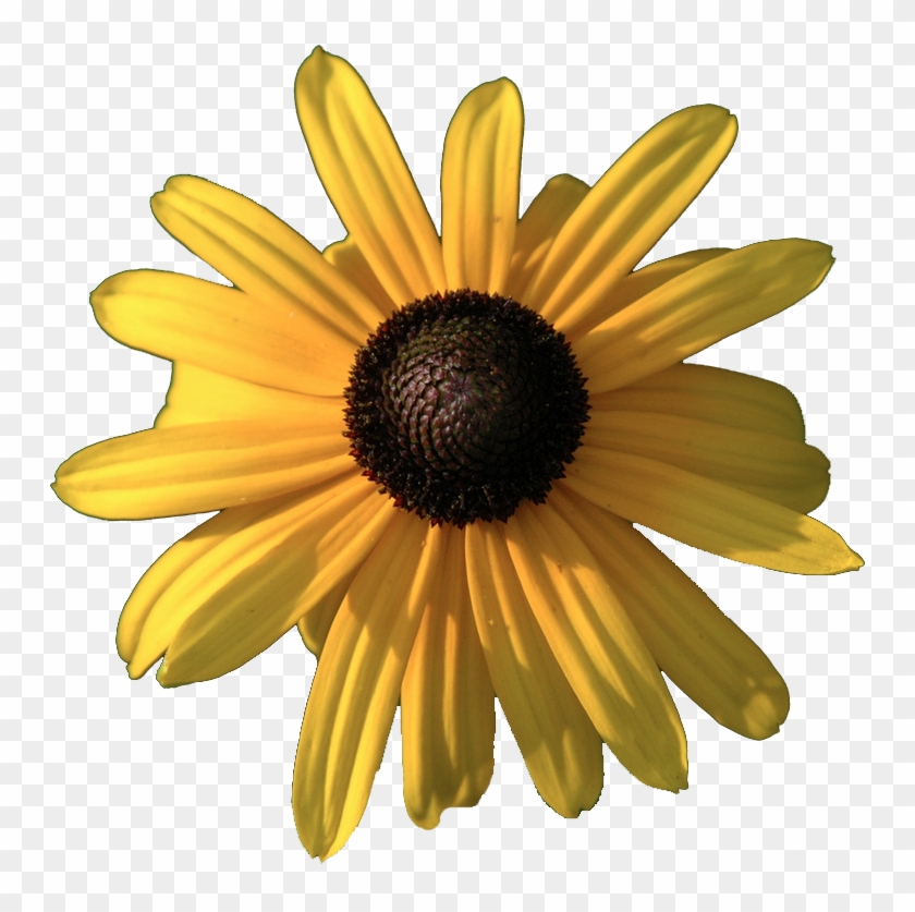 Yebbi-gongju Transparent Flowers, Eyes, Black Eyed - Black Eyed Susan Transparent Clipart #3700562