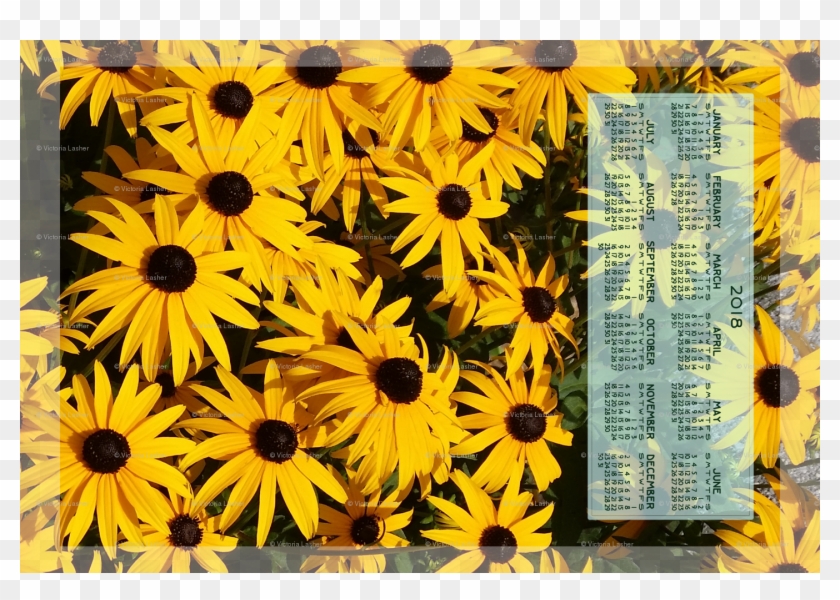 Black-eyed Susan Clipart