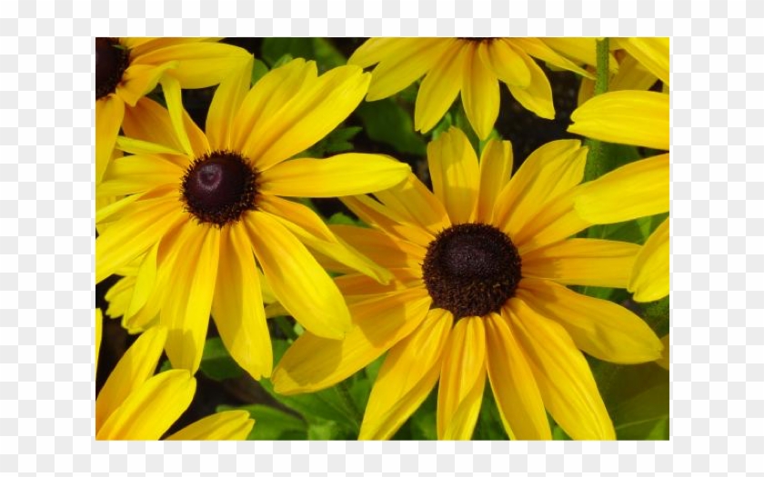 Black-eyed Susans Flowers Are Also Called As Gloriosa - Black Eyed Susans Clipart